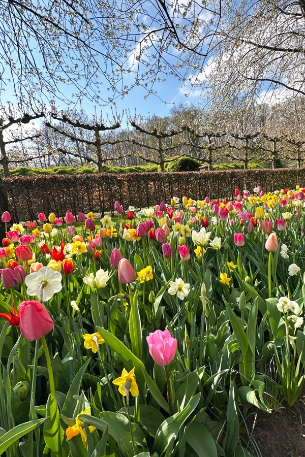 tulpen
